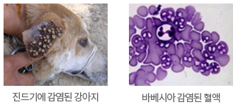 진드기에 감염된 강아지와 바베시아 감염된 혈액